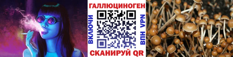 Псилоцибиновые грибы Psilocybe  купить   Духовщина 